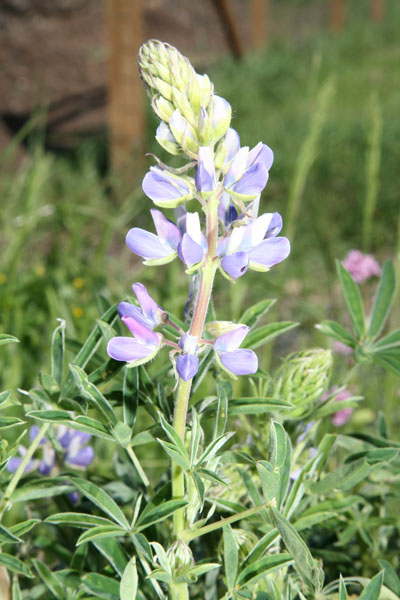 Lupinus rivularis - Streambank Lupine