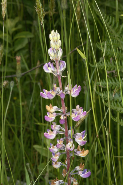 Lupinus sulphureus kincaidii - Kincaid's Lupine