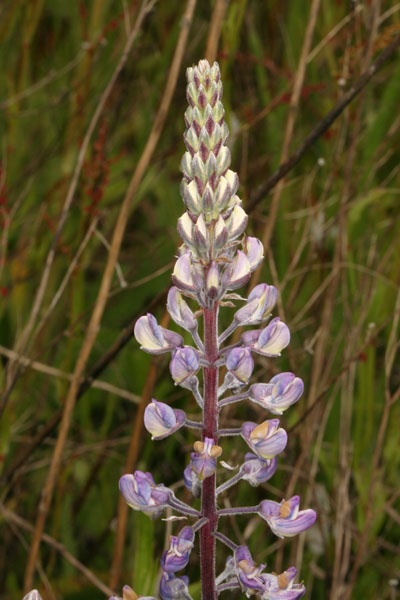 Lupinus sulphureus kincaidii - Kincaid's Lupine