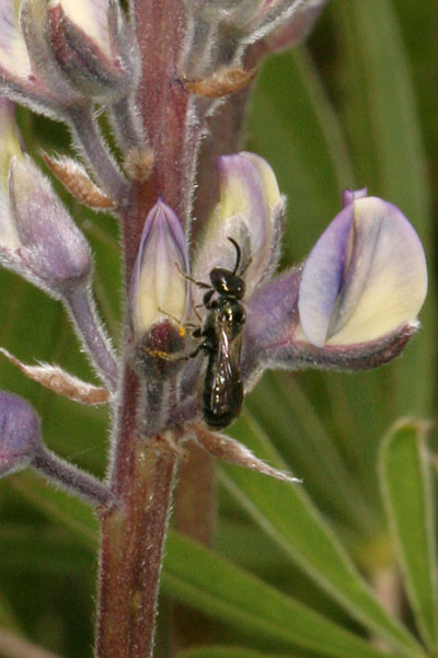 Lupinus sulphureus kincaidii - Kincaid's Lupine