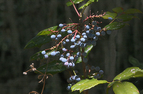 Mahonia aquifolium - Oregon Grape