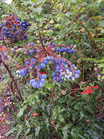 Mahonia aquifolium - Oregon Grape