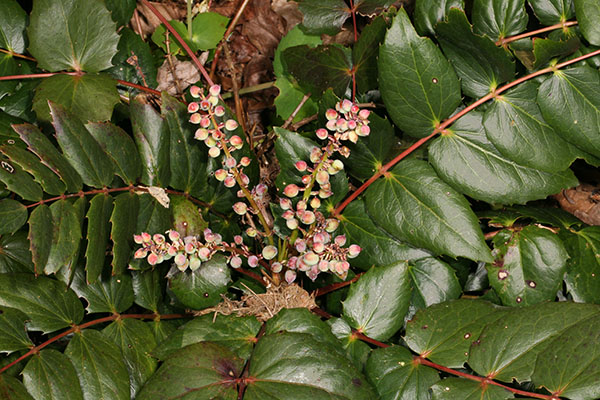 Mahonia nervosa - Dwarf Oregon Grape