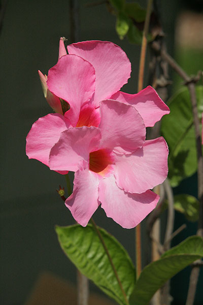 Mandevilla x amoena 'Alice Dupont'