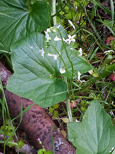 Marah oreganus - Coastal Manroot