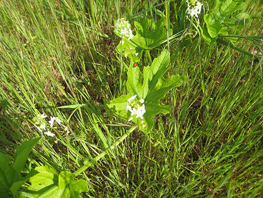 Marah oreganus - Coastal Manroot