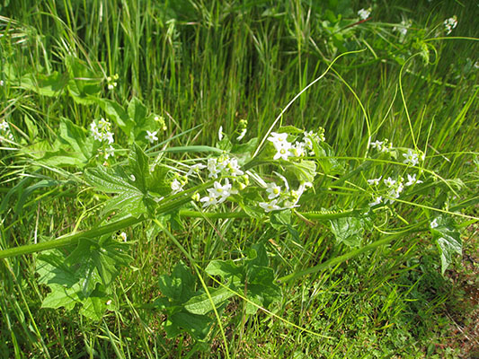 Marah oreganus - Coastal Manroot