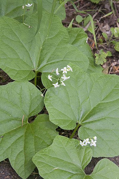 Marah oreganus - Coastal Manroot