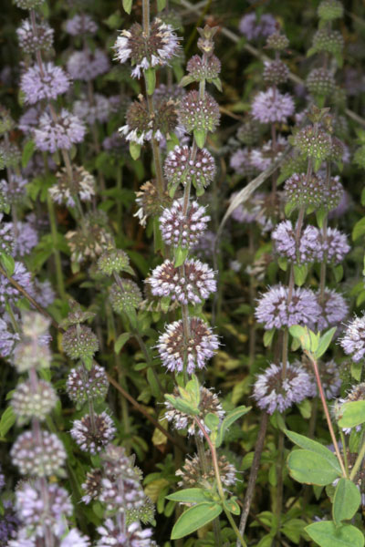 Mentha pulegium - Pennyroyal