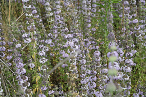 Mentha pulegium - Pennyroyal