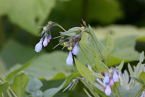 Mertensia paniculata borealis - Tall Bluebells