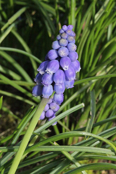 Muscari armeniacum - Grape Hyacinth