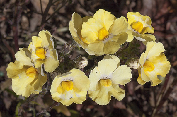 Nemesia hybrid 'Sunsatia' lemon