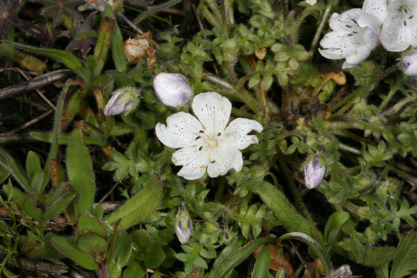 Nemophila menziesii atomaria - Baby Blue-eyes