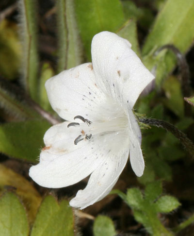 Nemophila menziesii atomaria - Baby Blue-eyes