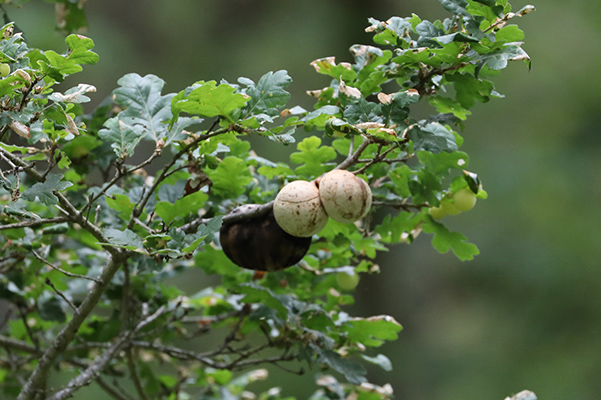 Oak Galls