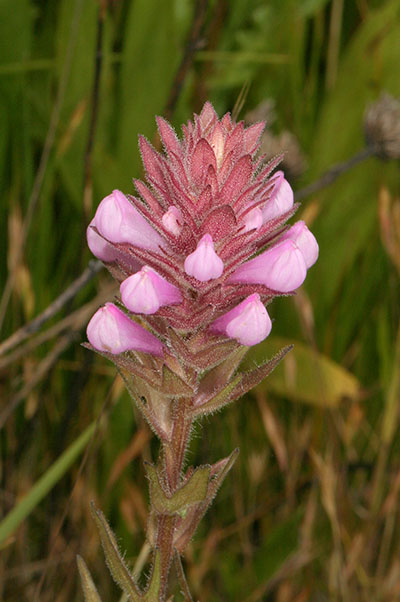 Orthoscarpus imbricatus