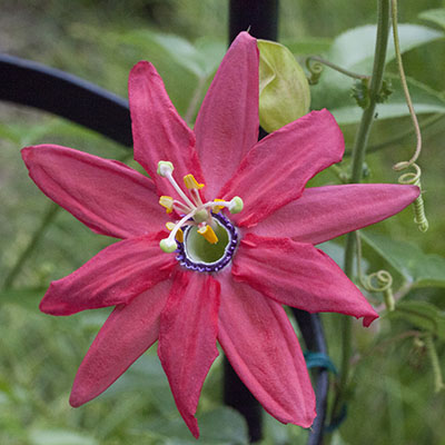 Passiflora x jamesonii 'Coral Sea' - Coral Sea Passion Flower