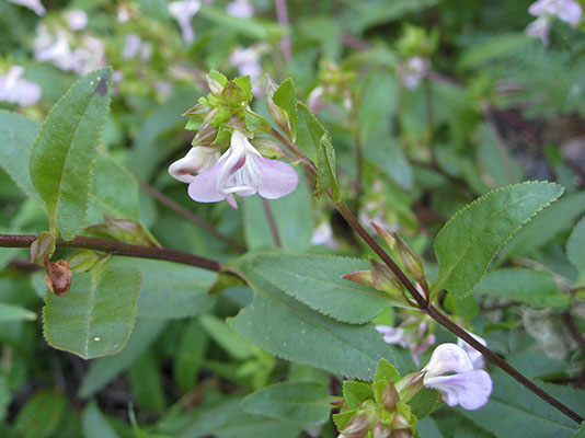 Pedicularis r. racemosa - Sickletop Lousewort