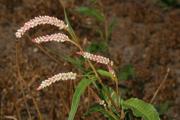 Persicaria maculosa - Redshank aka Lady's Thumb aka Knotweed aka Heartweed, native to Europe