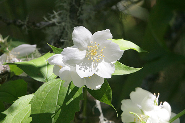 Philadelphus_lewisii - Mock Orange