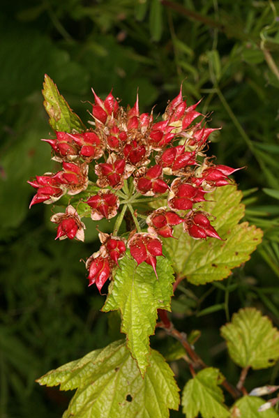 Physcocarpus capitatus - Pacific Ninebark