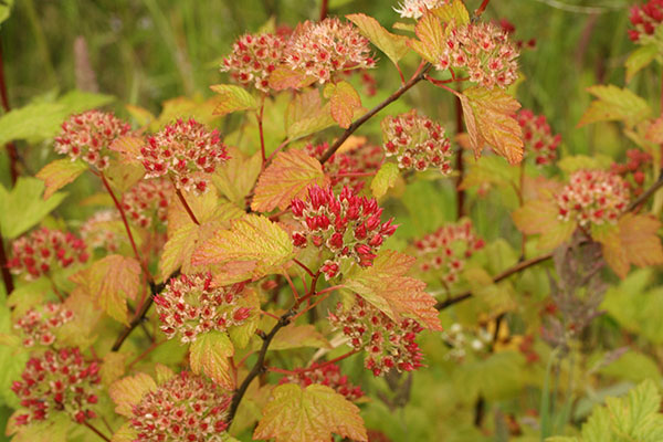 Physcocarpus capitatus - Pacific Ninebark