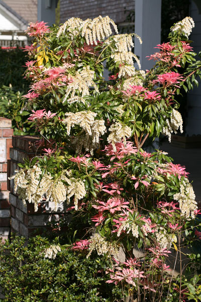 Pieris japonica - Japanese Pieris