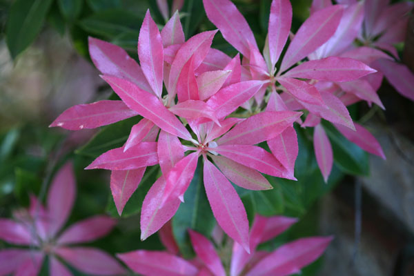 Pieris japonica - Japanese Pieris