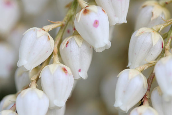 Pieris japonica - Japanese Pieris