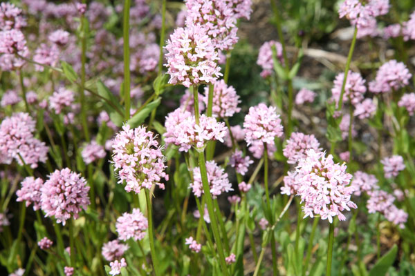 Plectritis congesta - Rosy Plectritis