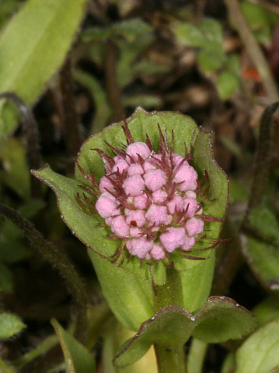 Plectritis congesta - Rosy Plectritis