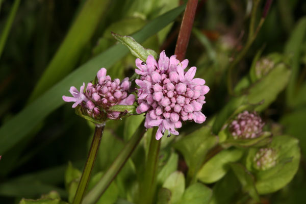 Plectritis congesta - Rosy Plectritis