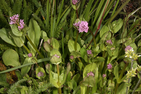 Plectritis congesta - Rosy Plectritis