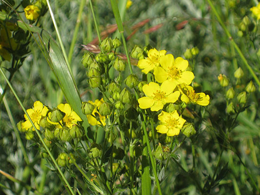 Potentilla drummondii breweri - Drummond's Cinquefoil