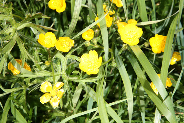 Drymocallis gracilis - Slender Cinquefoil