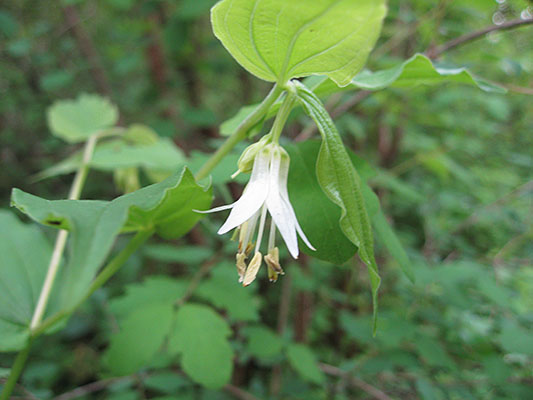 Prosartes hookeri