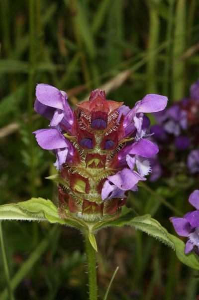 Prunella vulgaris - Self-heal