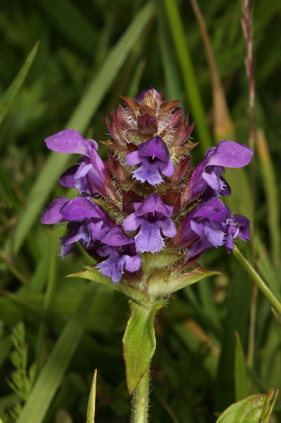 Prunella vulgaris - Self-heal