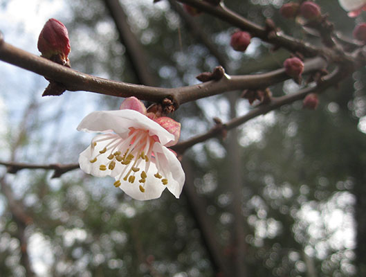 Prunus armeniaca