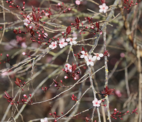 Prunus cerasifera 'Thundercloud'