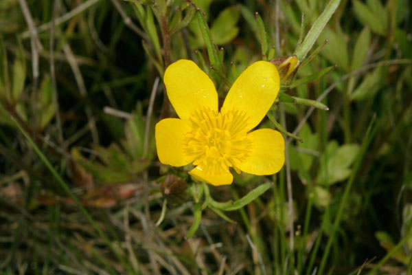 Ranunculud occidentalis