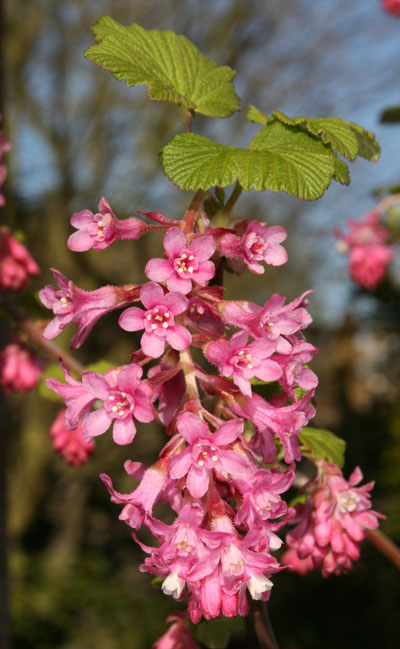 Ribes sanguineum - Red-flowering Currant