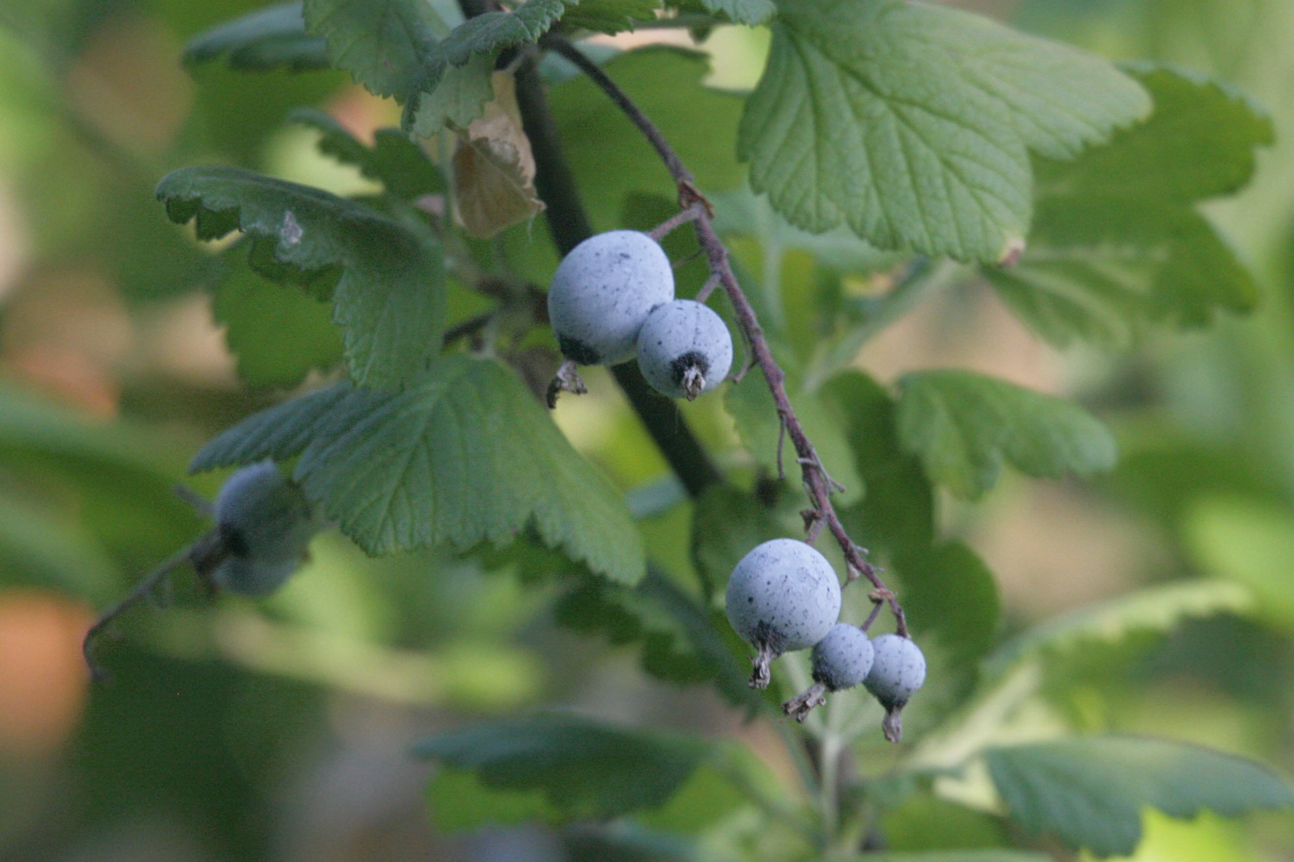 einführung in maple v einführung