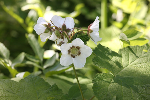 Rubus parviflorus - Western Thimbleberry