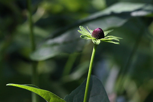 Rudbeckia occidentalis - Western Coneflower