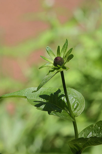 Rudbeckia occidentalis - Western Coneflower