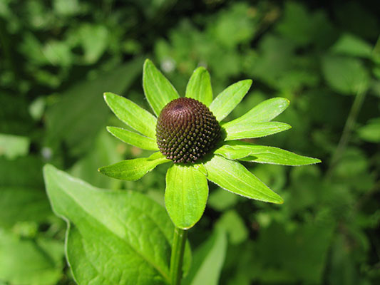 Rudbeckia occidentalis - Western Coneflower