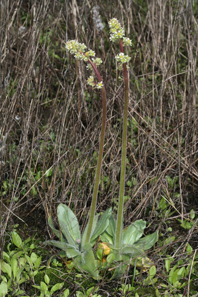 Saxifraga oregana - Oregon Saxifrage