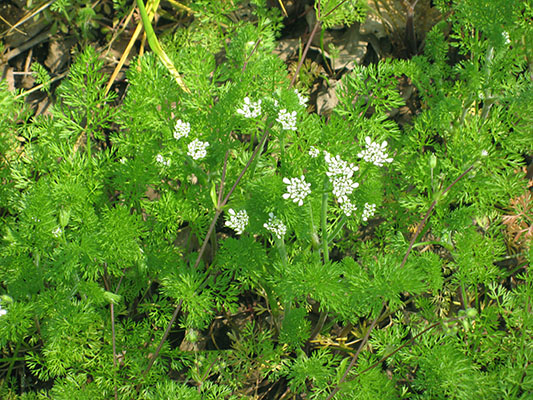 Scandix pecten-veneris